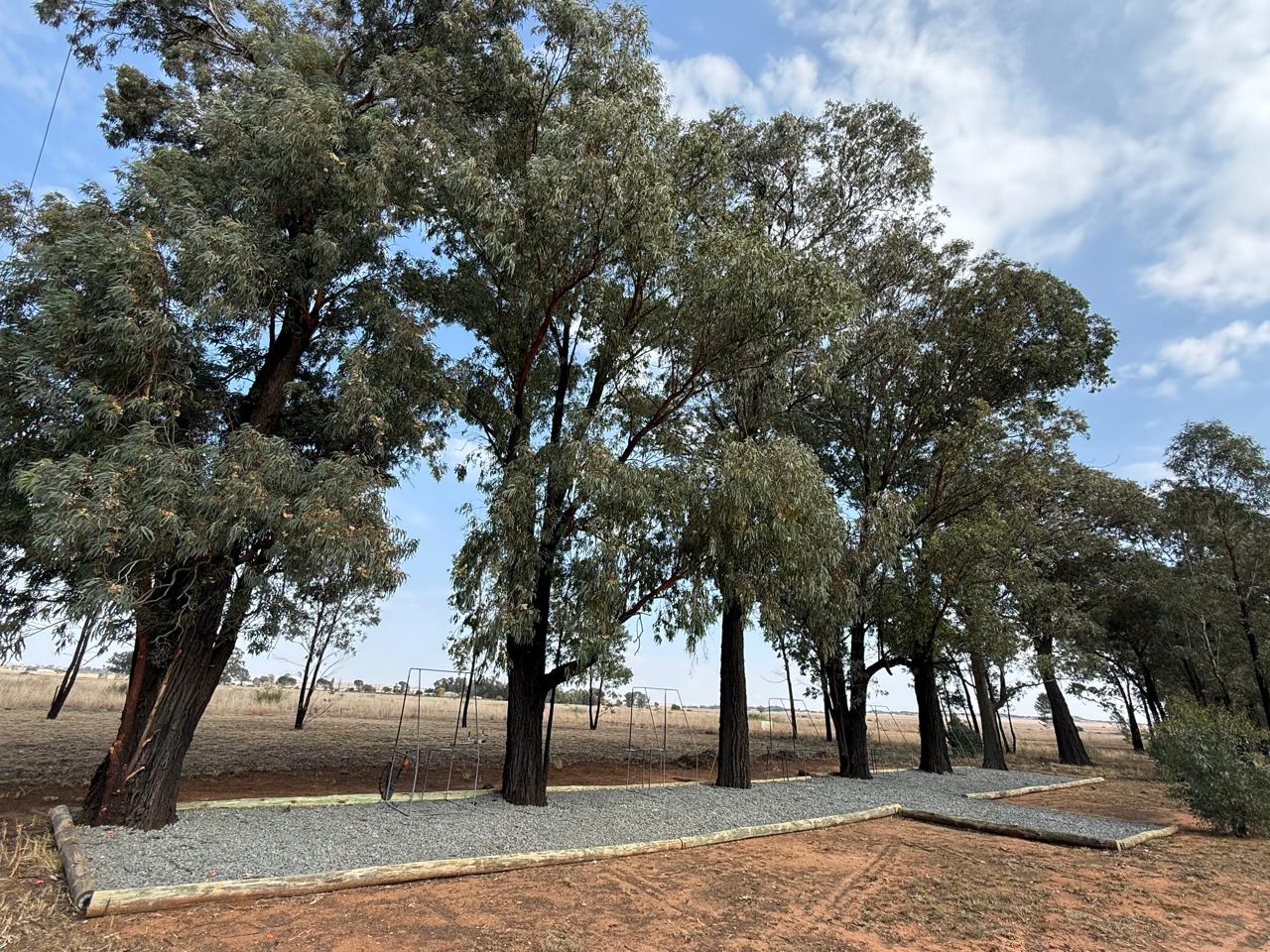 Shaded stands beneath tall eucalyptus trees on the course